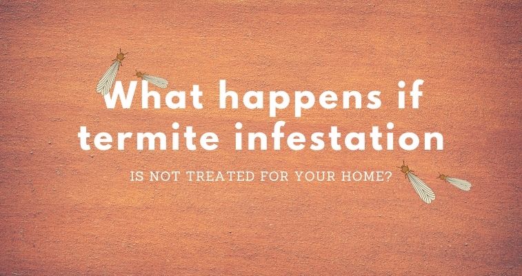 Debugged Blog What We Need To Know When Dealing With Termite Infestation Implications For Not Treatment Termites